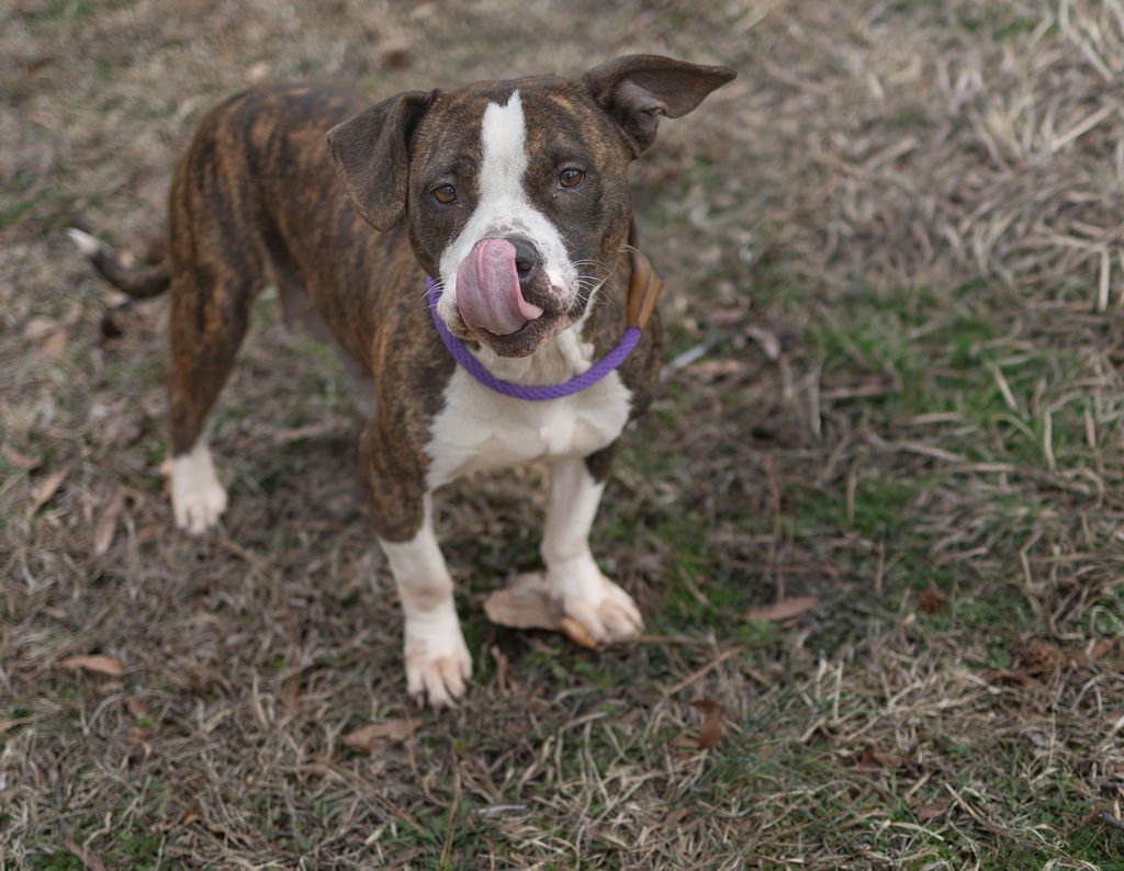 SORSHA - Unknown available for adoption