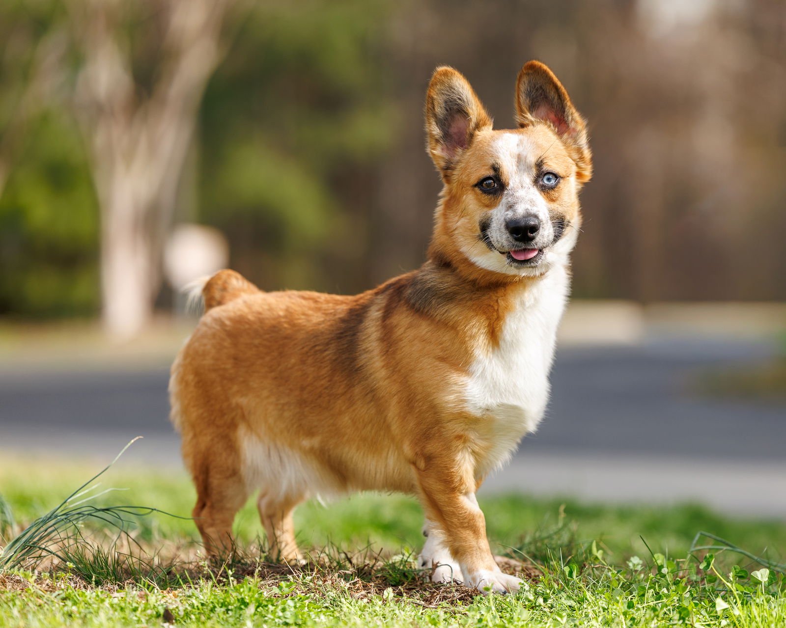 JOJO - Unknown available for adoption