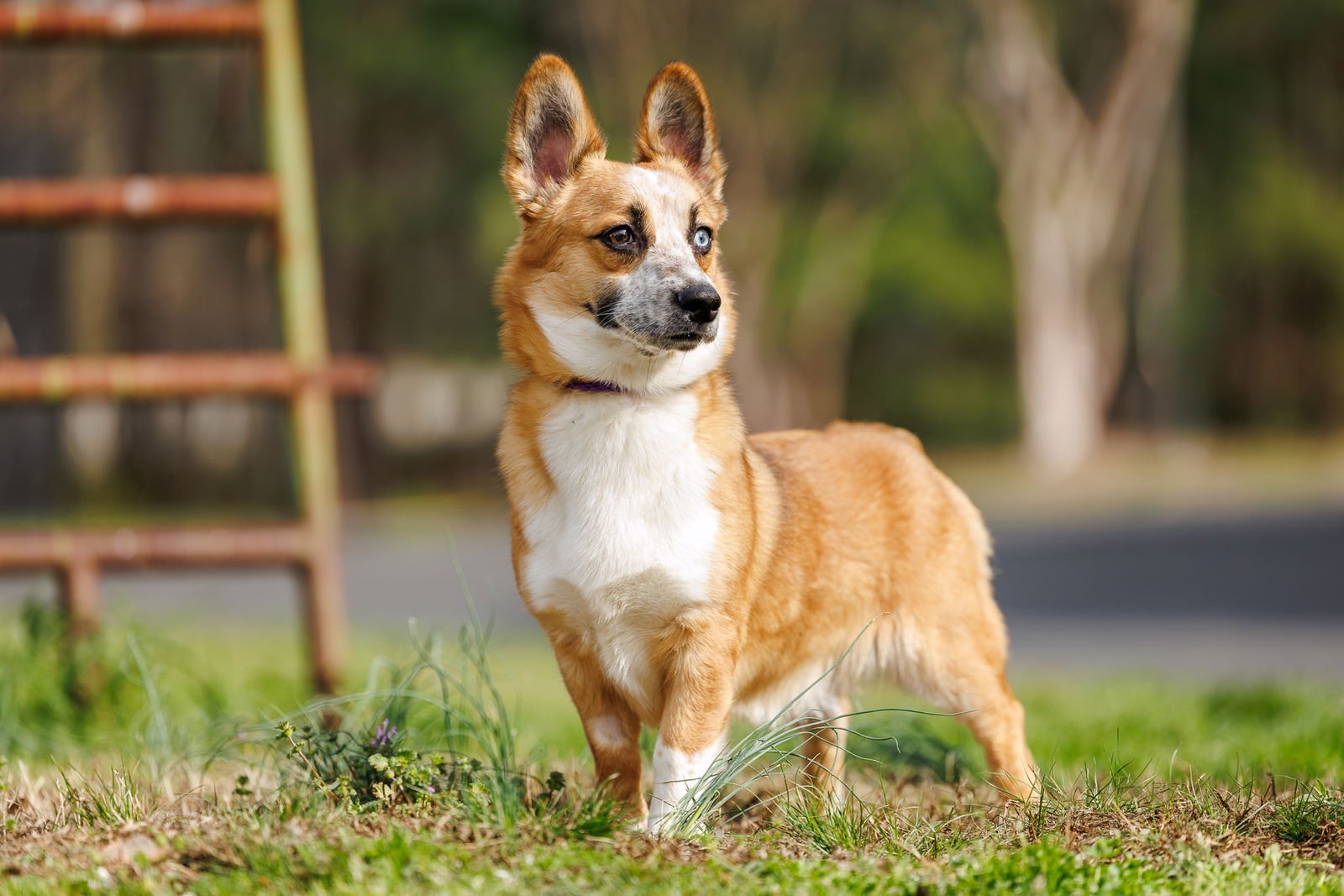 JOJO - Unknown available for adoption