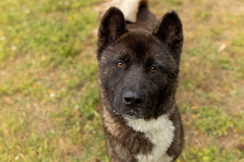 PAOLO - Akita for adoption in Durham
