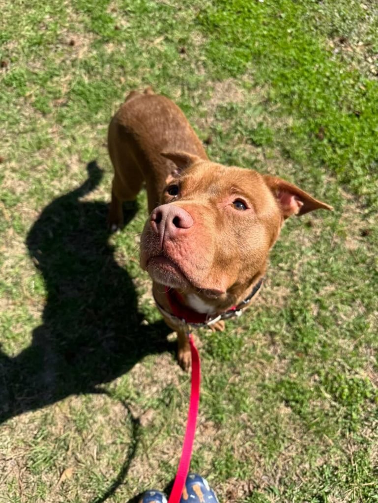 TEDDY - Unknown available for adoption