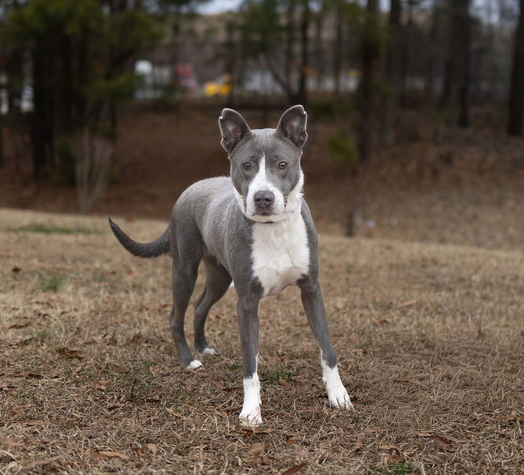 DOLL - Unknown available for adoption