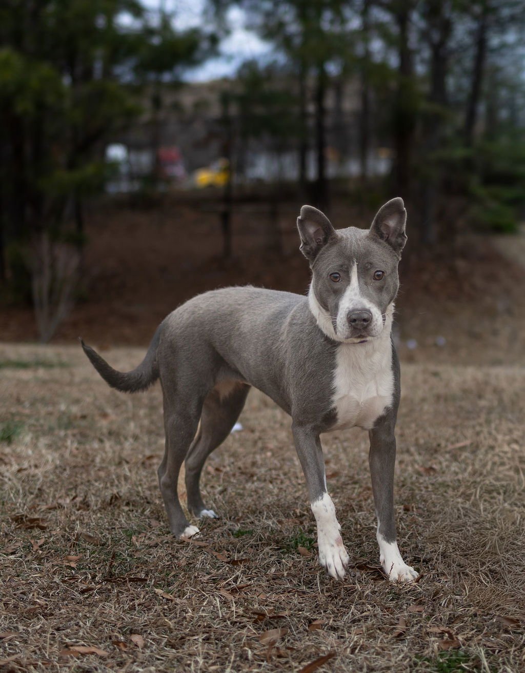 DOLL - Unknown available for adoption