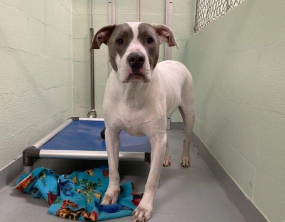 GRAYSON - Unknown available for adoption