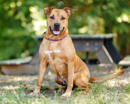 WILLOW - Unknown available for adoption