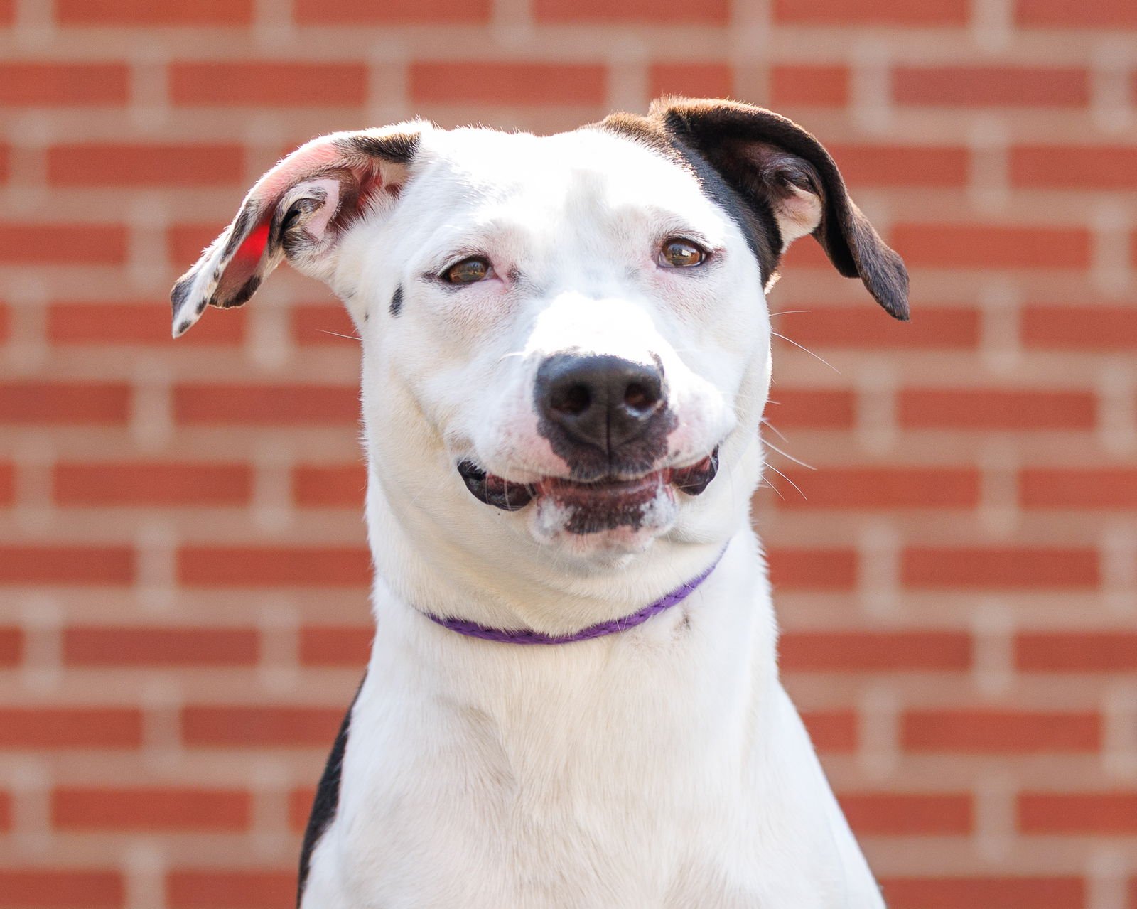 SKY - Unknown available for adoption