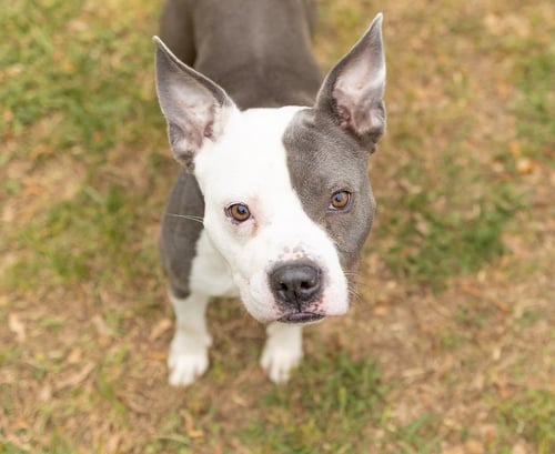 PASTINA - Unknown available for adoption