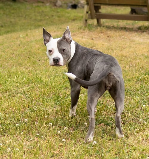 PASTINA - Unknown available for adoption