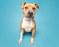 Strawberry - Photo 1