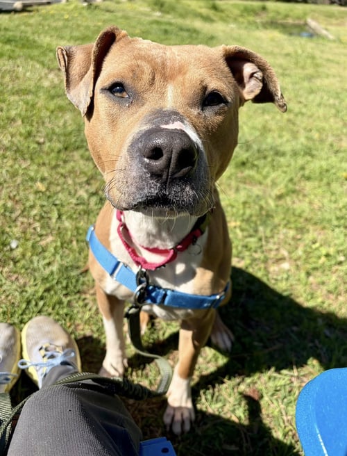 STRAWBERRY - Unknown available for adoption