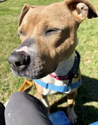 Strawberry - Photo 3