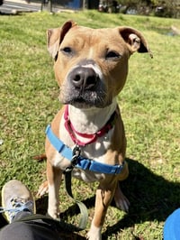 Strawberry - Photo 4