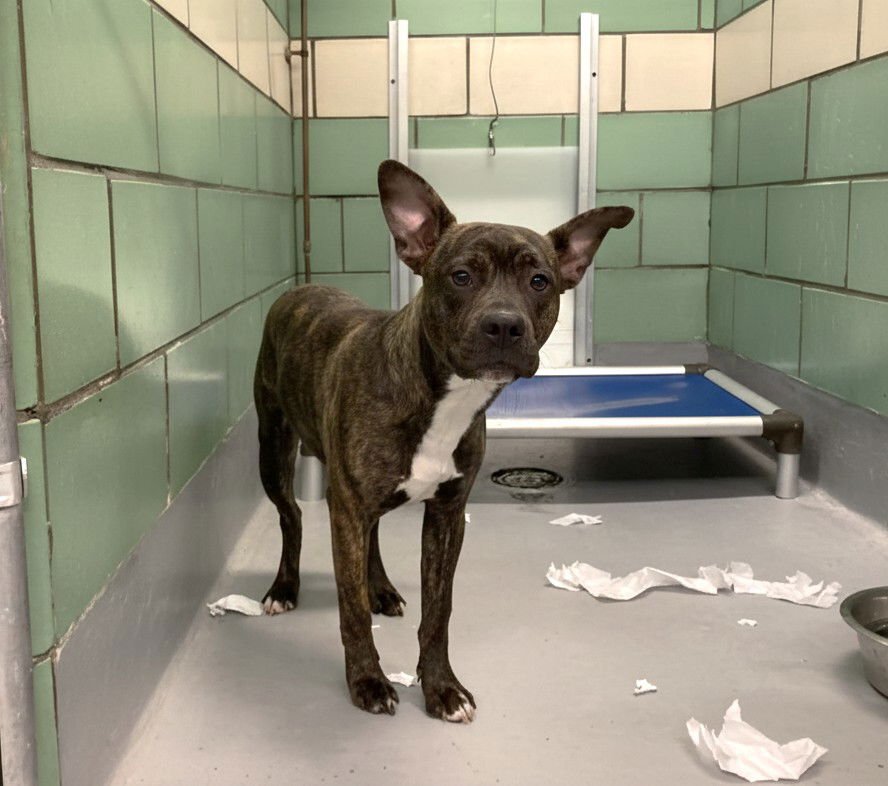 EVERYTHING BAGEL - Unknown available for adoption