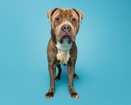 PLUM - Unknown available for adoption