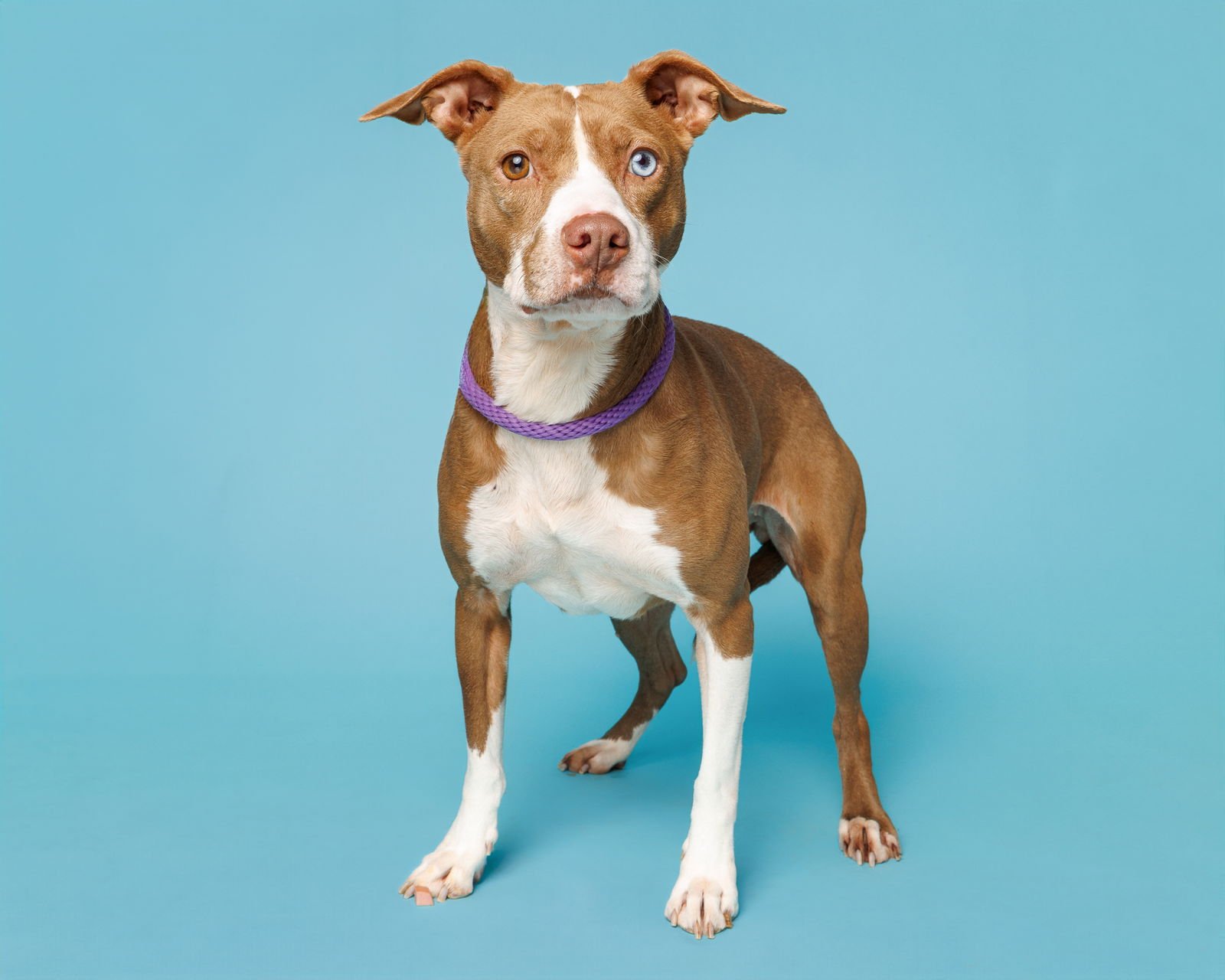 YOOHOO - Unknown available for adoption