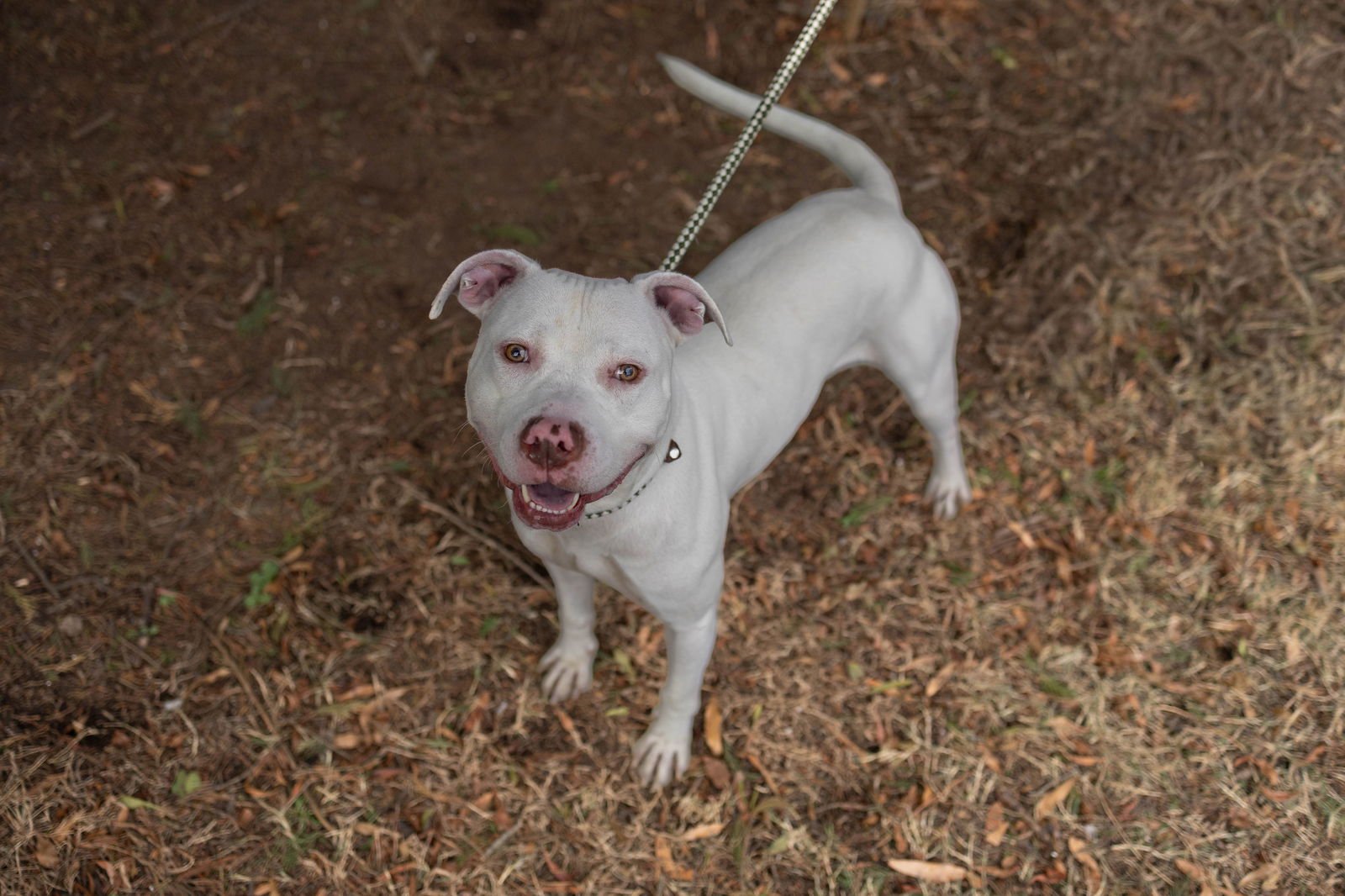 MARTY - Unknown available for adoption