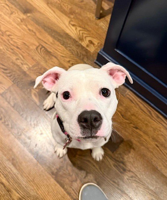 LUCY - Unknown available for adoption