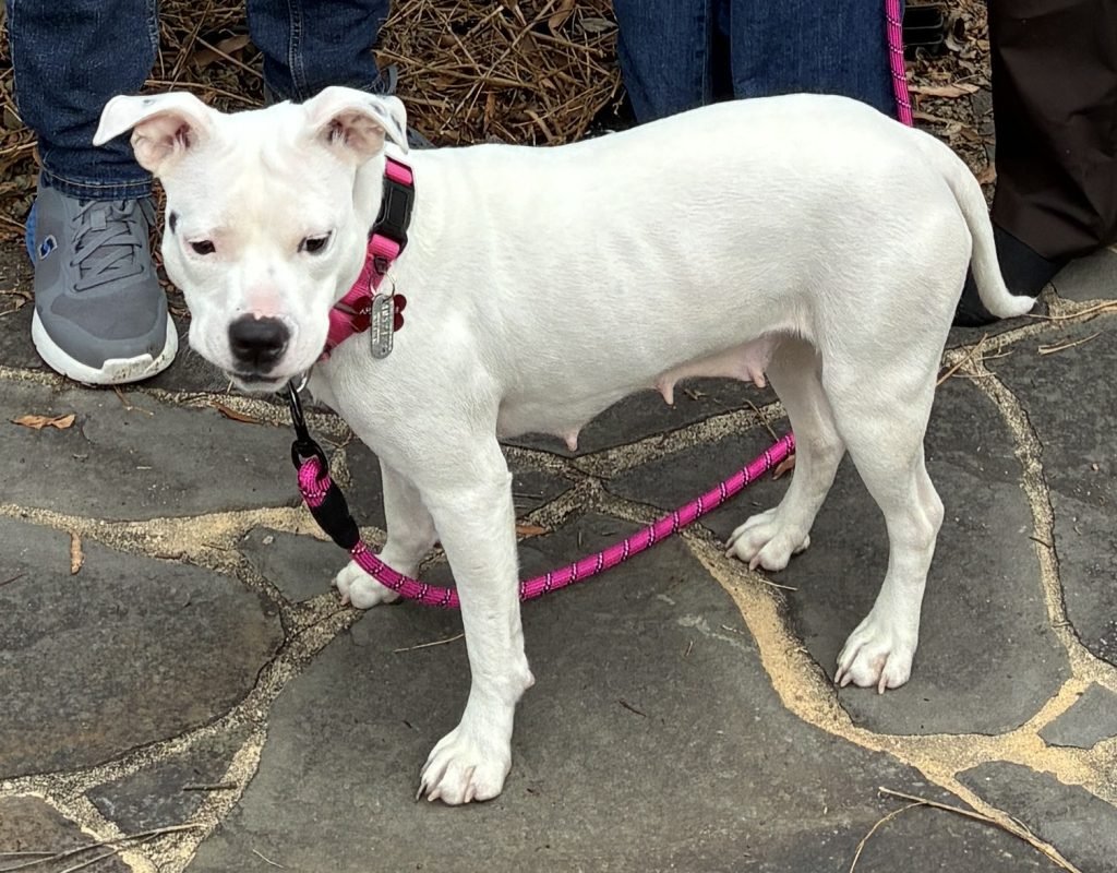 LUCY - Unknown available for adoption