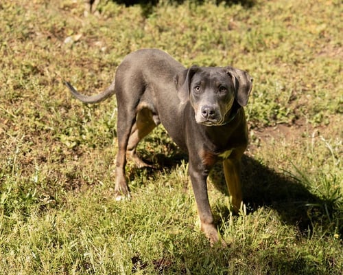 PUMICE - Unknown available for adoption