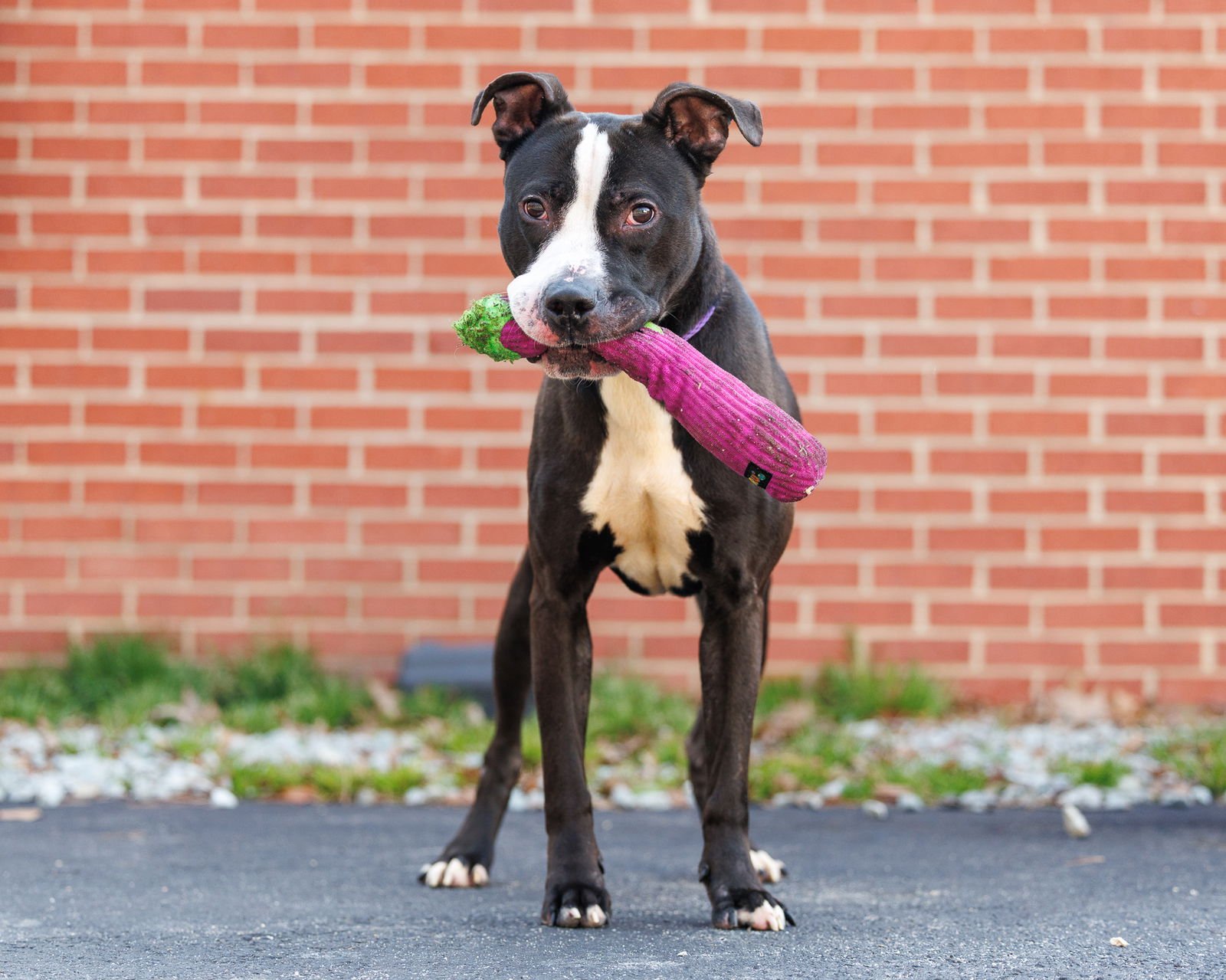 KEVIN G - Unknown available for adoption