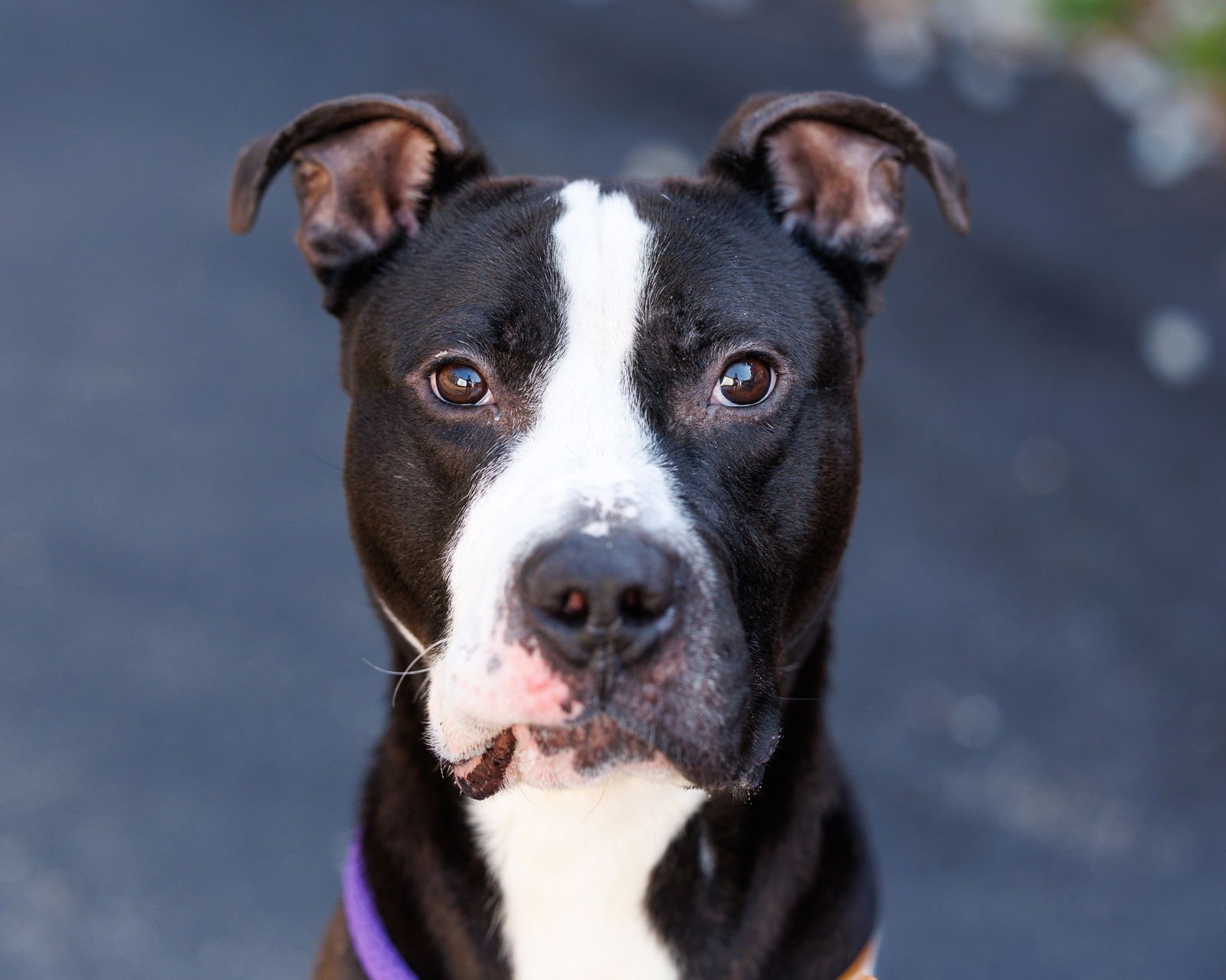 KEVIN G - Unknown available for adoption