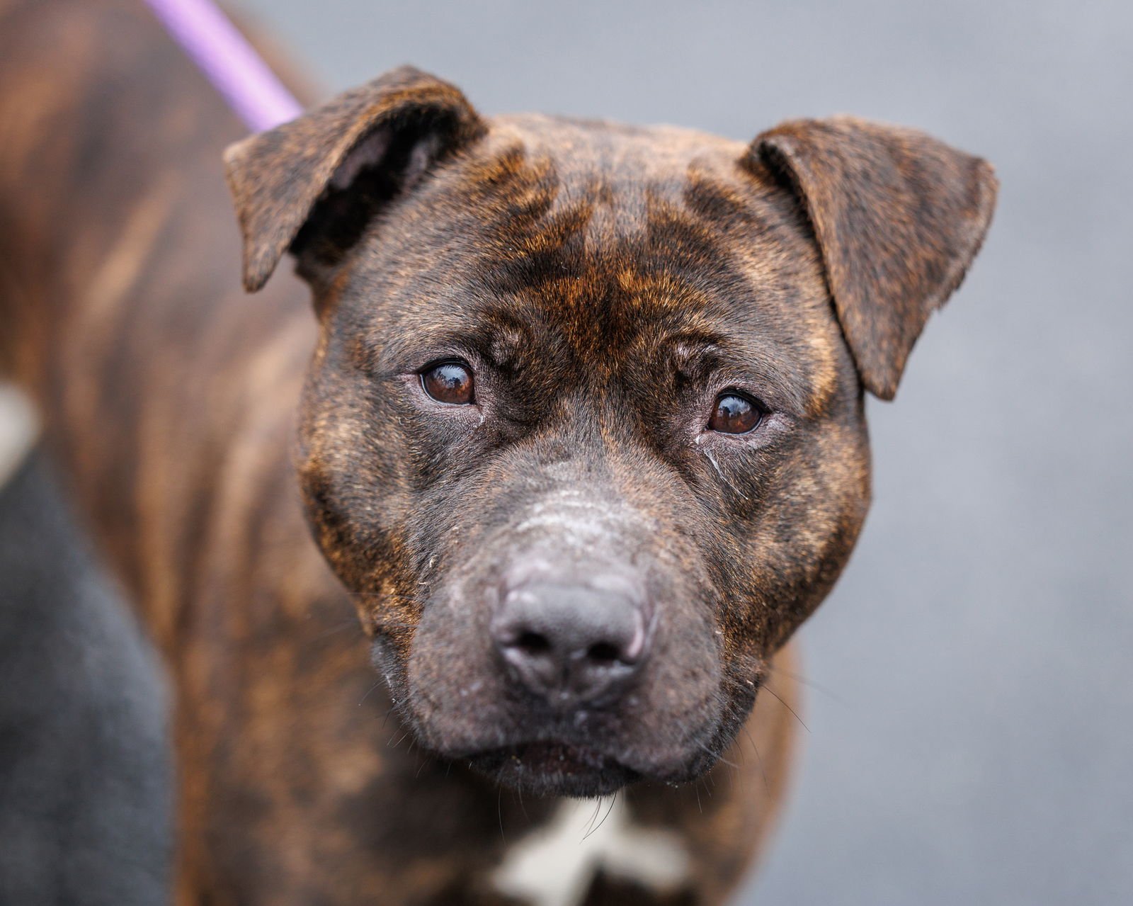 HYACINTH - Unknown available for adoption