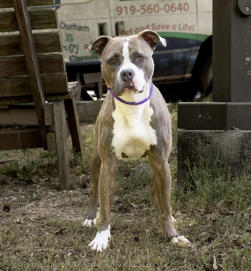 TINA - Unknown available for adoption