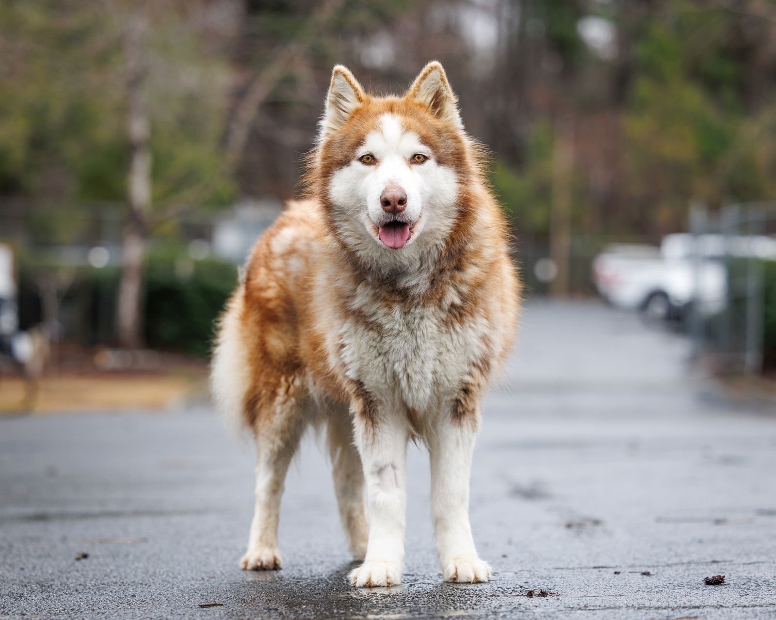 GINGERSNAP - Unknown available for adoption