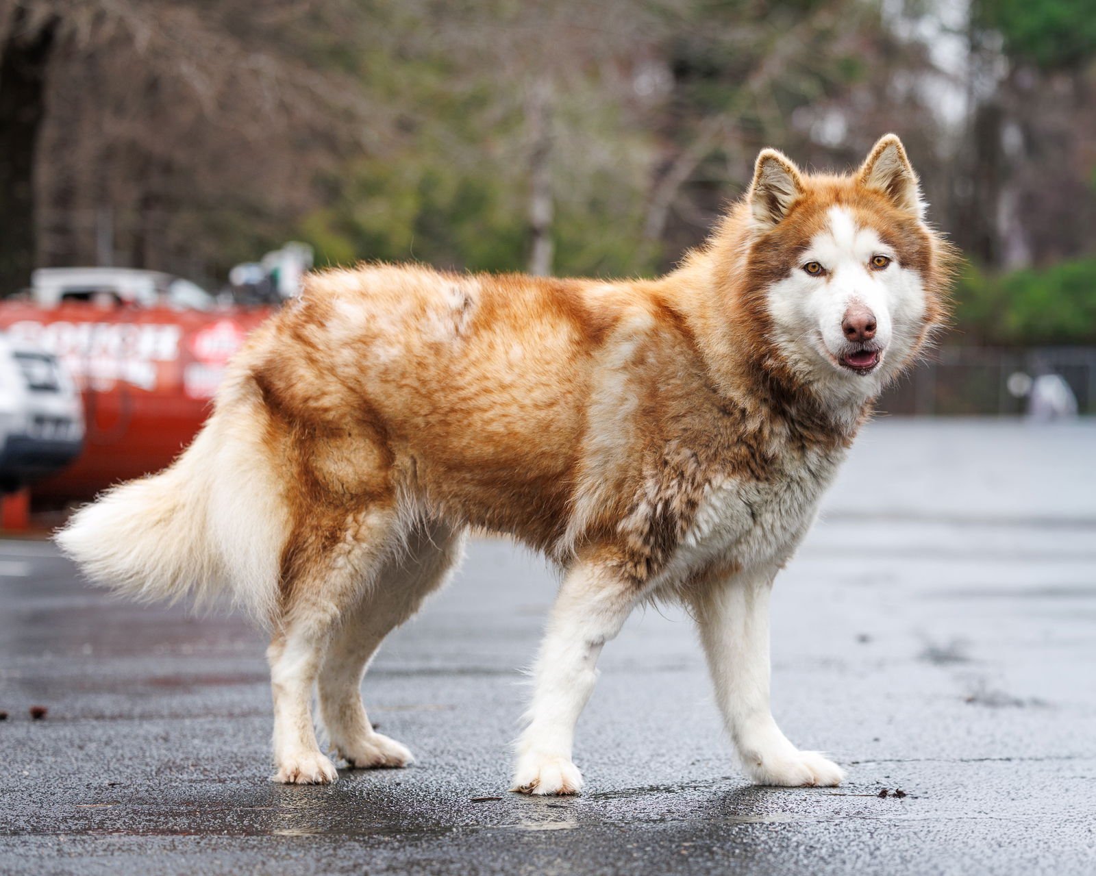 GINGERSNAP - Unknown available for adoption