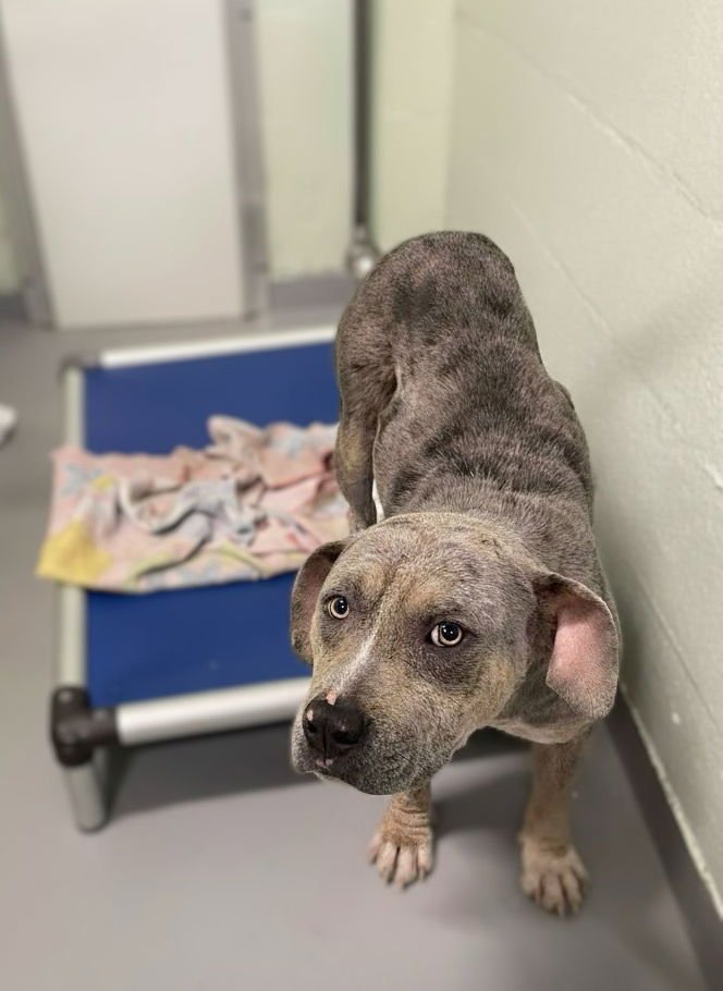 BO BERRY BISCUIT - Unknown available for adoption