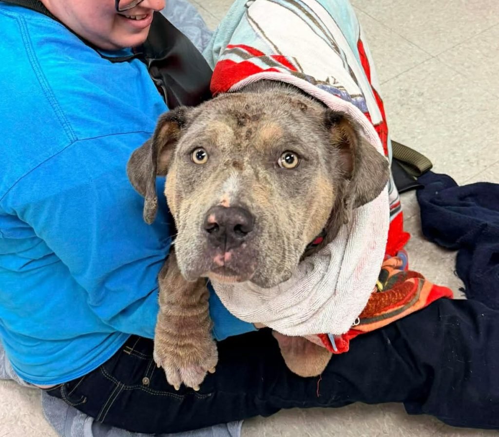 BO BERRY BISCUIT - Unknown available for adoption