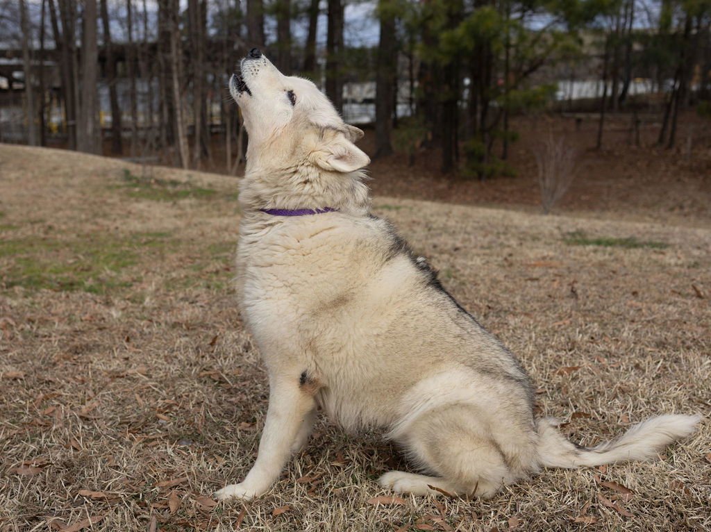 ALPINE - Unknown available for adoption