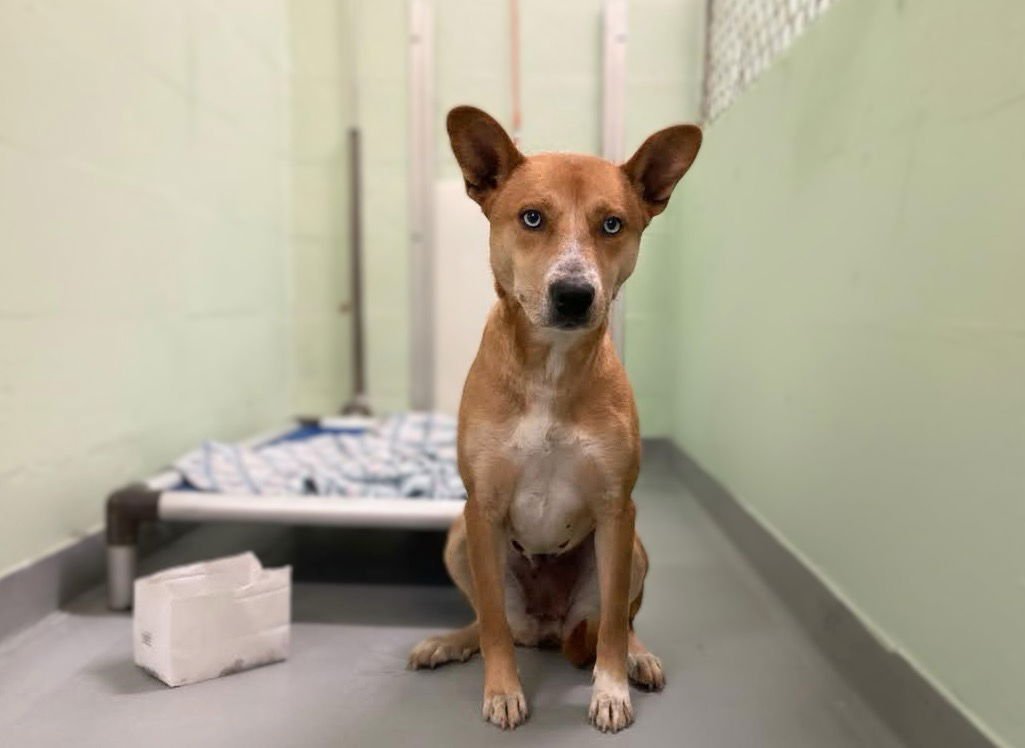 SKEDADDLE - Unknown available for adoption