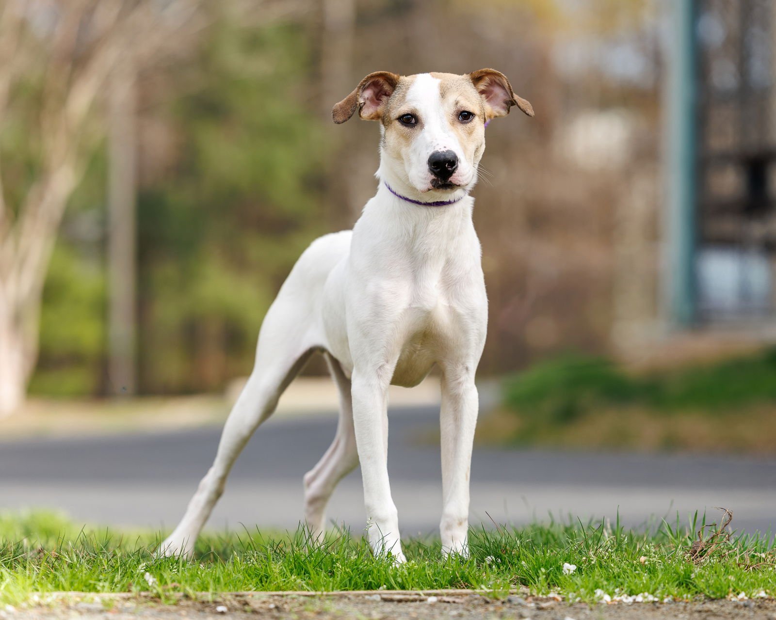 BUGSY - Unknown available for adoption