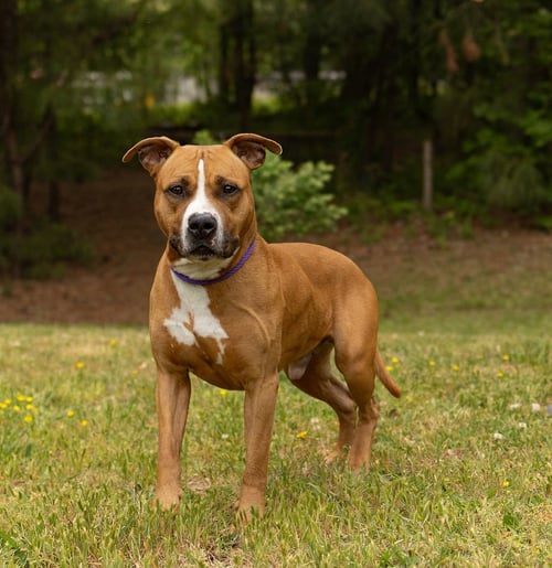 JEREMY - Unknown available for adoption
