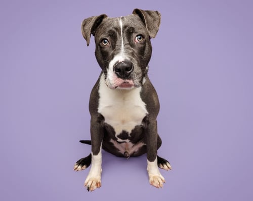 TWIST - Unknown for adoption in Durham