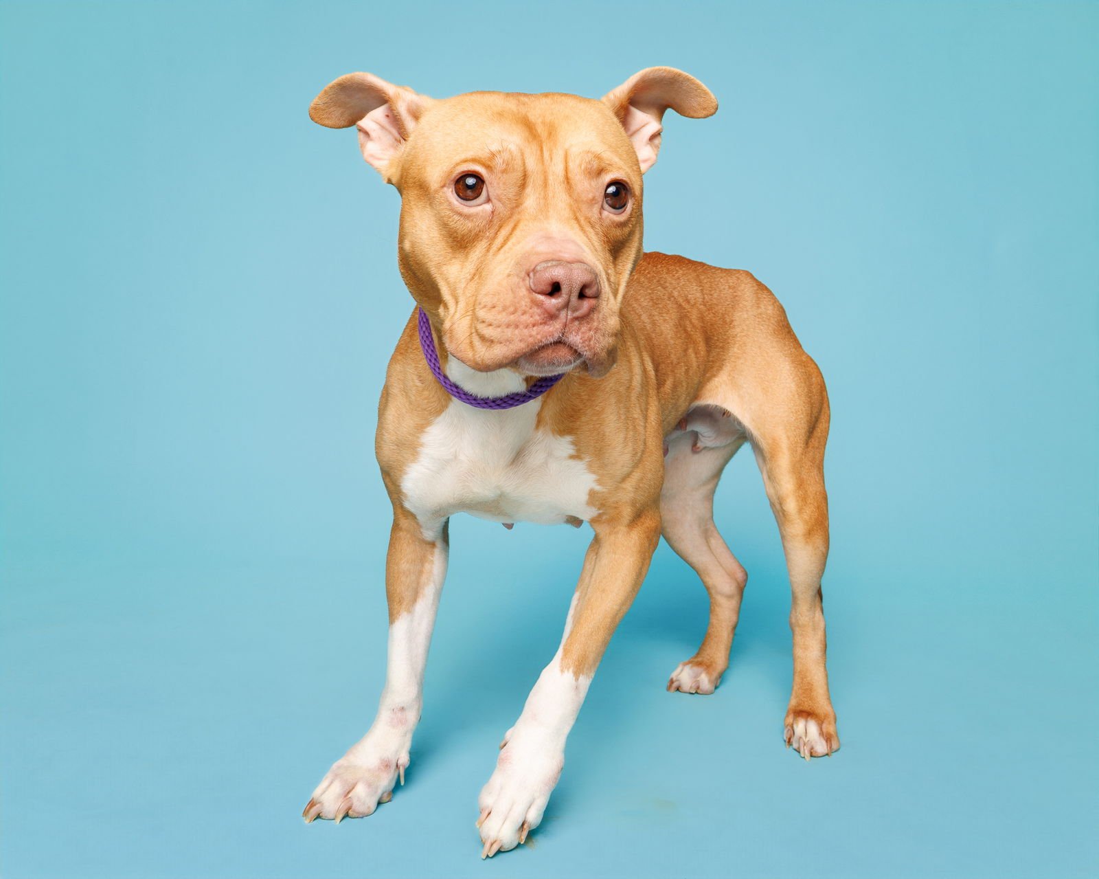 MABEL - Unknown available for adoption