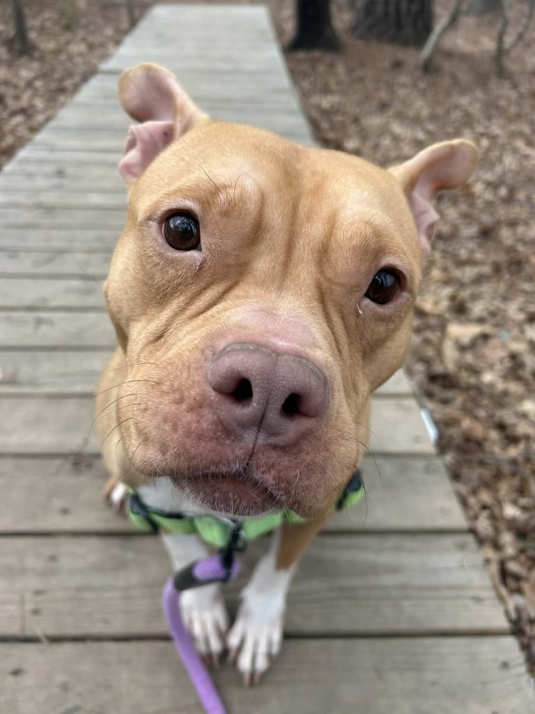 MABEL - Unknown available for adoption