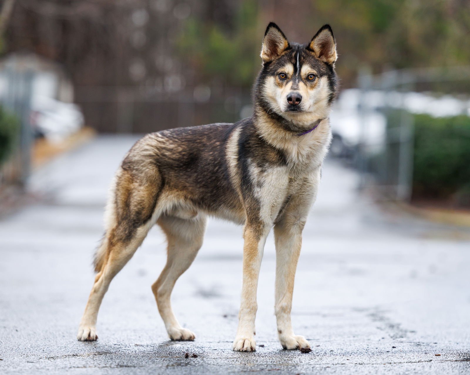 COMET - Unknown available for adoption