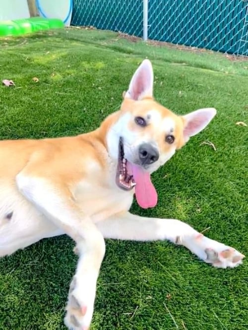 MARJORY - Carolina Dog available for adoption