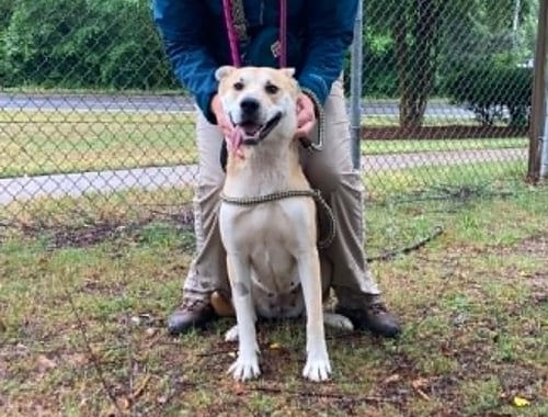 MARJORY - Carolina Dog available for adoption