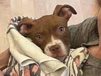 Bowser - Photo 1