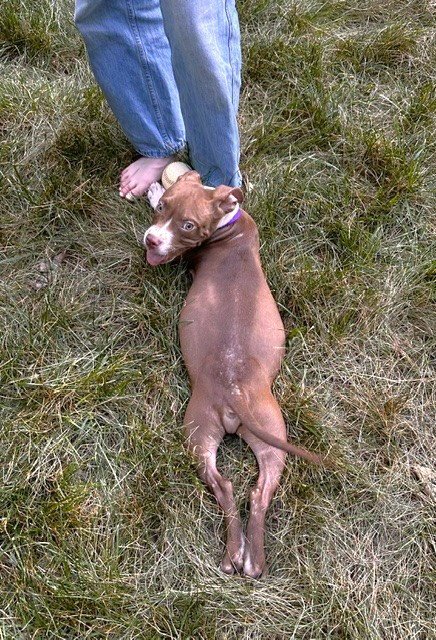 BOWSER - Unknown available for adoption