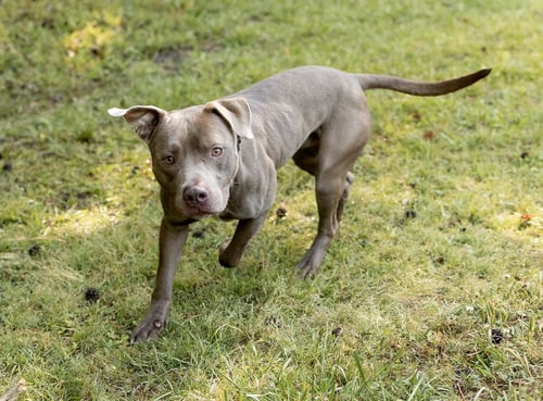 ELLIS - Unknown available for adoption
