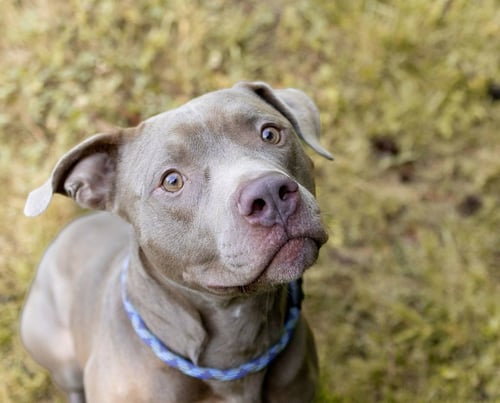 ELLIS - Unknown available for adoption