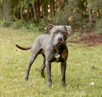 Ellis - Photo 3
