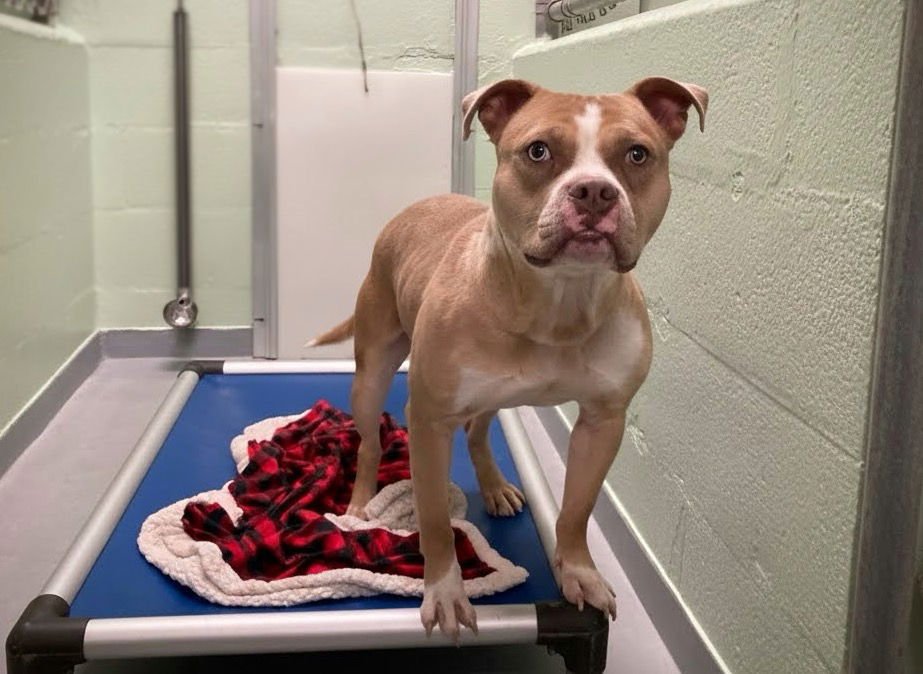 RIBBIT - Unknown available for adoption