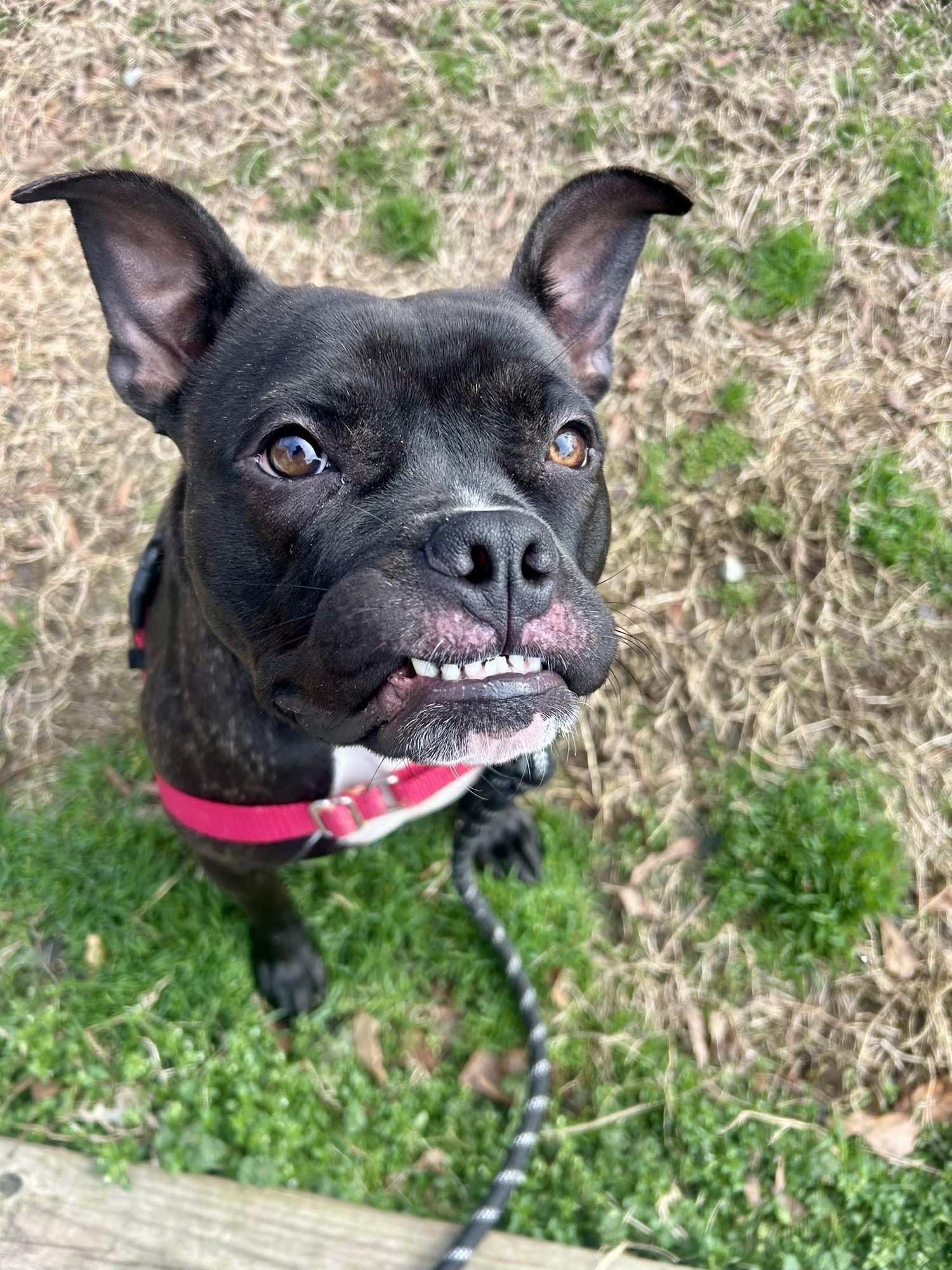 PUDGE - Unknown available for adoption