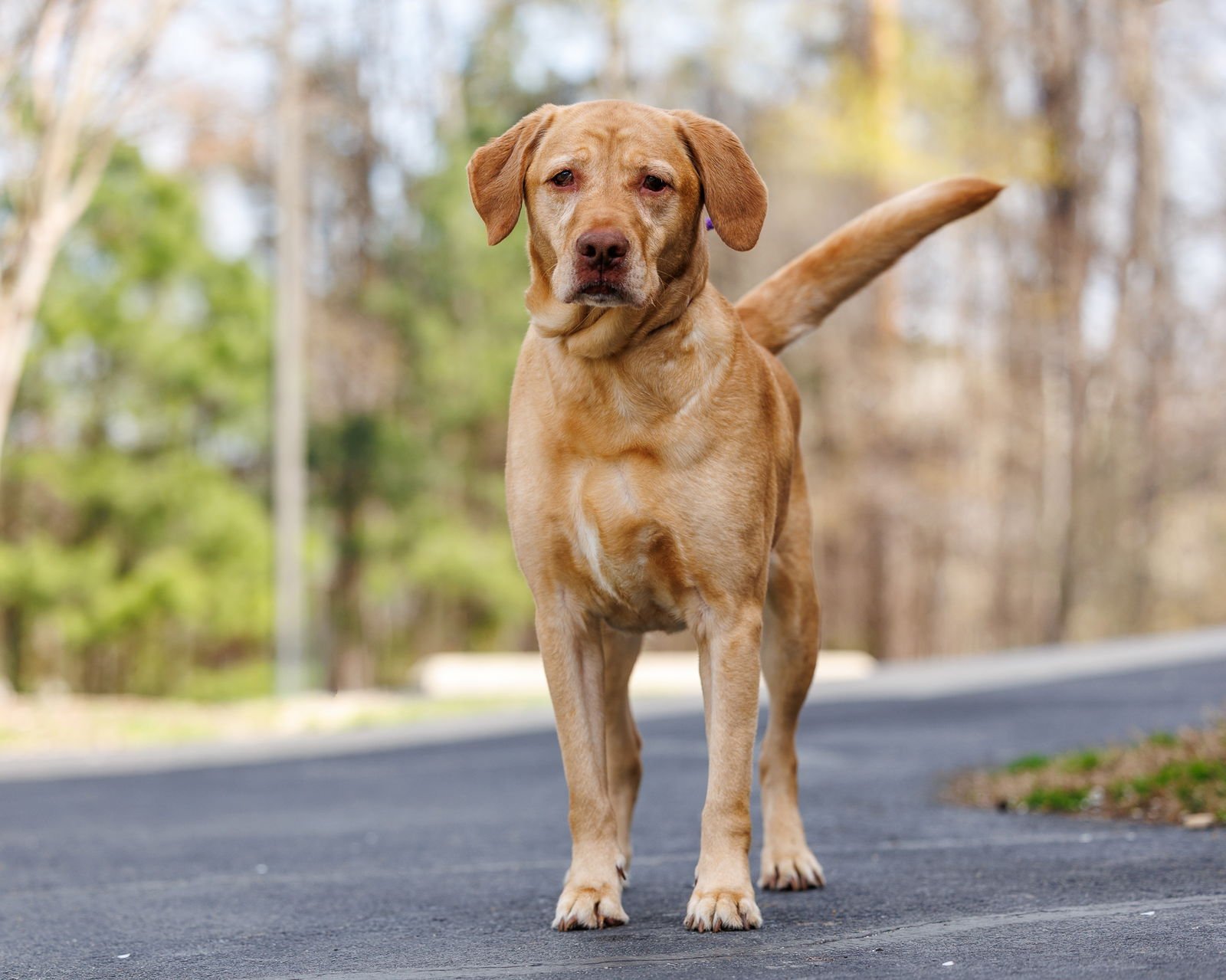 WIGGINS - Unknown available for adoption