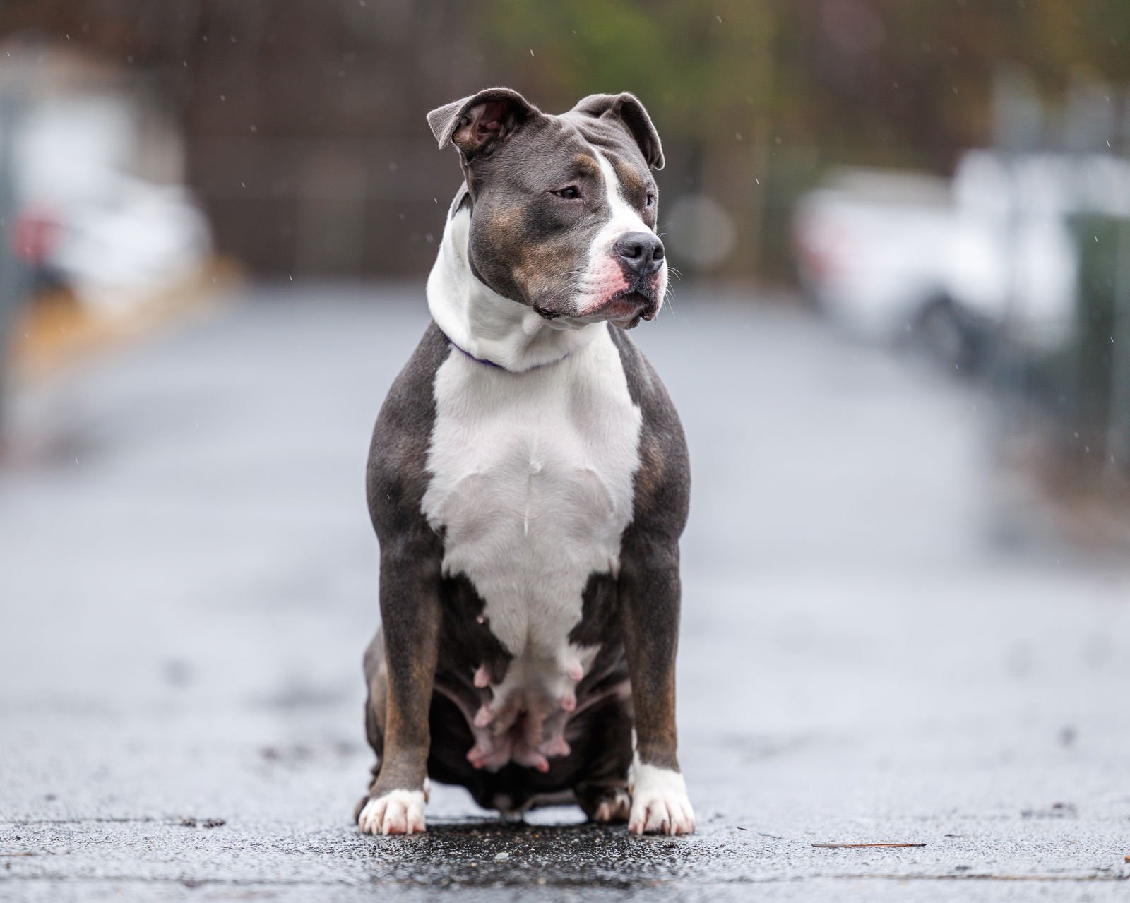 ZORA - Unknown available for adoption